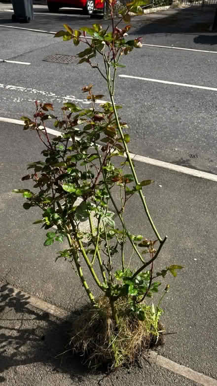 Photo of free Pink tea rose (Halewood L25) #1