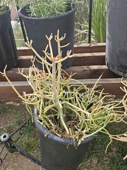 Photo of free Firestick plants (Sevenhills) #2