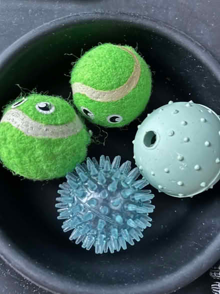 Photo of free Dog/puppy items (Ballynafoy BT6) #4