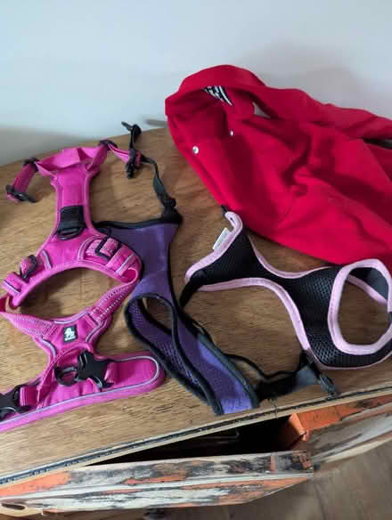 Photo of free Small to Medium dog accessories (Grangeway area NN10) #1