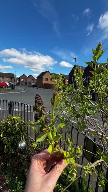 Photo of free dark flowers lilac bush (Halewood L25) #2