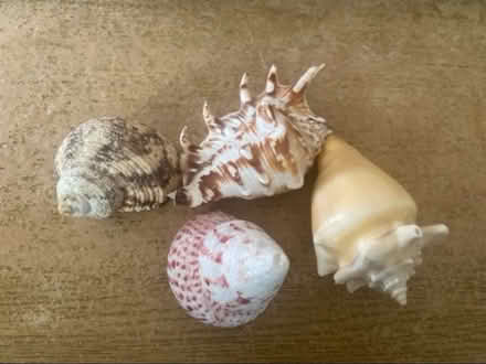 Photo of free Decorative Shells x 4 (Cheshunt En8) #1