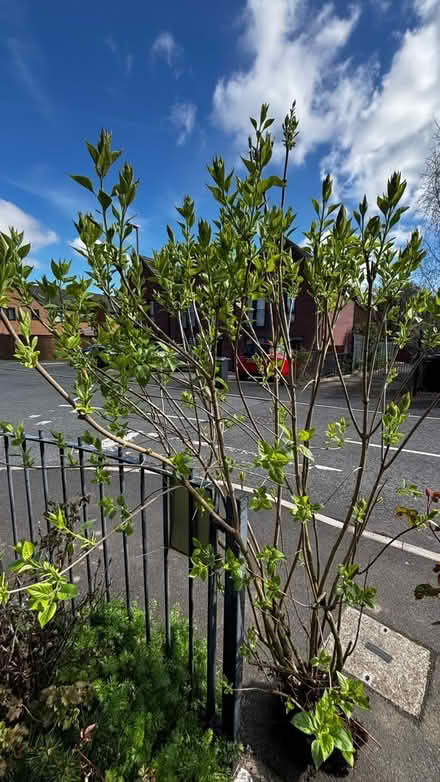 Photo of free dark flowers lilac bush (Halewood L25) #1