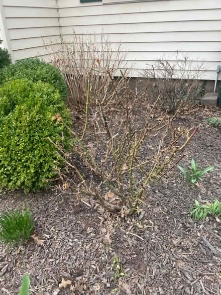 Photo of free Yellow and apricot roses (wethersfield) #2