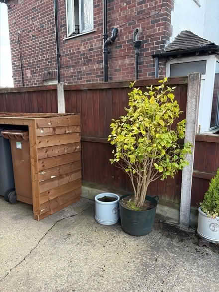 Photo of free Camellia in a tub (Landican CH43) #1