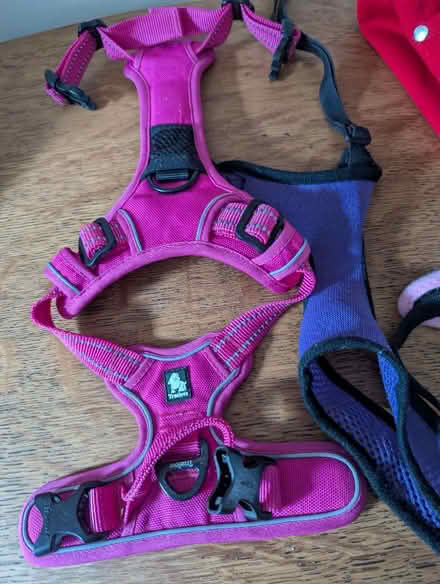 Photo of free Small to Medium dog accessories (Grangeway area NN10) #2