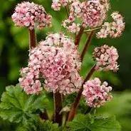 Photo of free Darmera peltata plant (Brookhouse LA2) #1