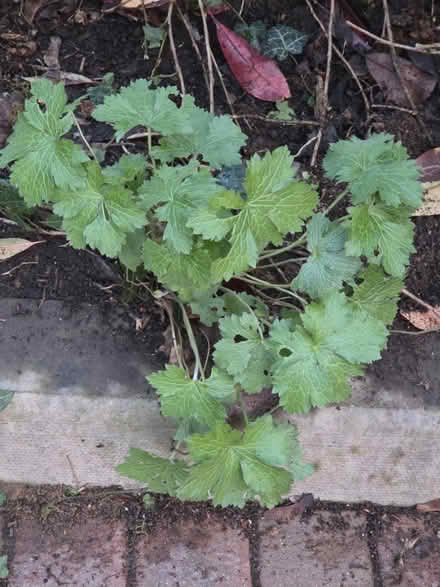 Photo of free Geranium macrorrhizum (Bovingdon) #2