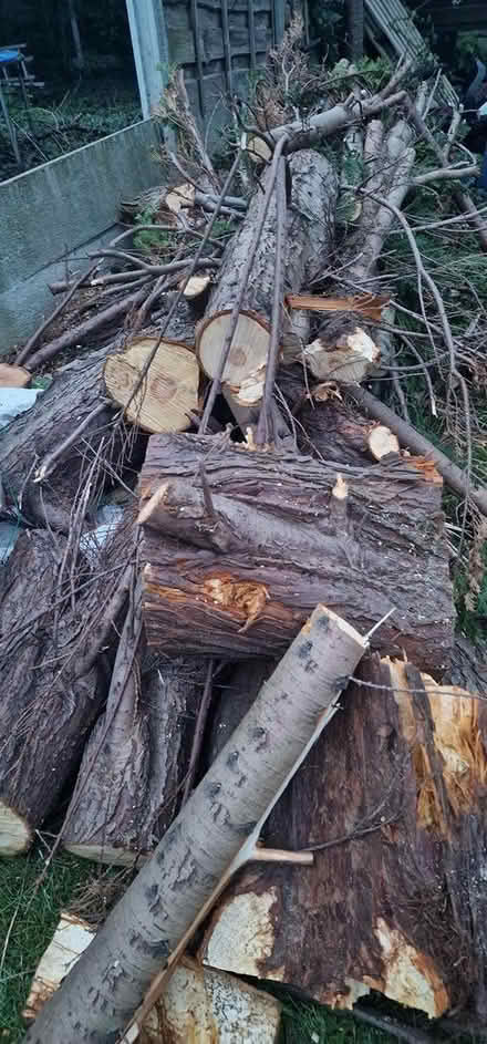 Photo of free Logs from conifer tree (Manchester M21) #1