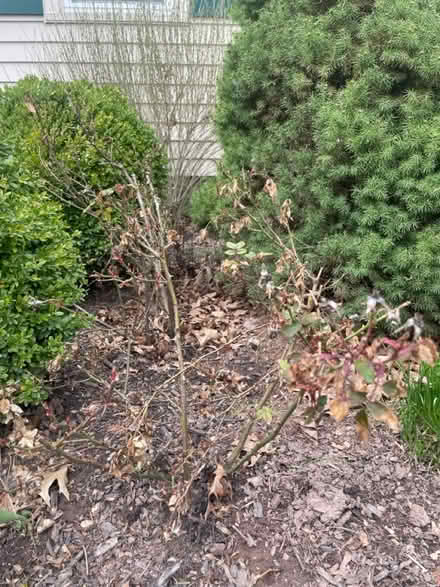 Photo of free Yellow and apricot roses (wethersfield) #3