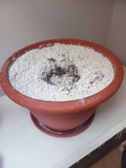 Photo of free Plant pot - compost, tray & pebbles (Crouch End) #1