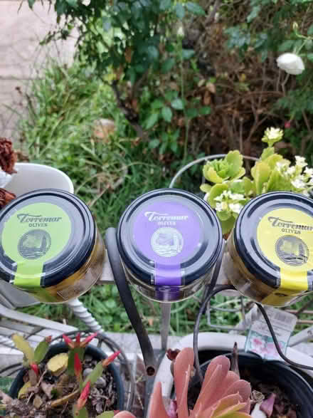 Photo of free Torremar olives (San Leandro) #2