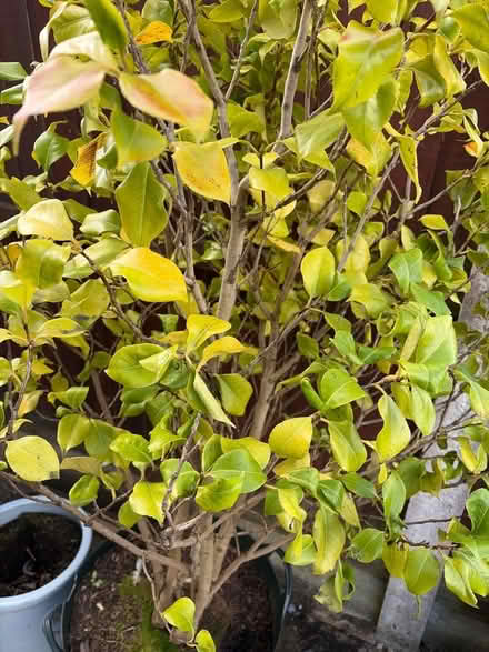 Photo of free Camellia in a tub (Landican CH43) #2