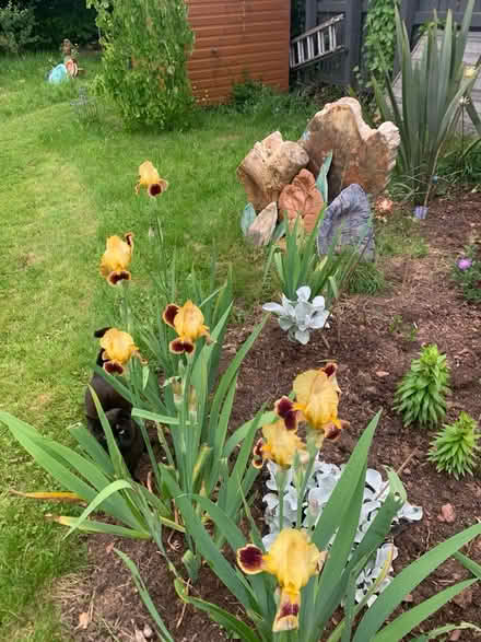Photo of free Golden flag iris clump (Winterbourne BS36) #1