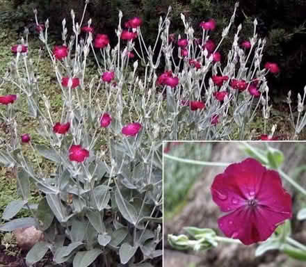 Photo of free Rose Campion plants (Bicester OX26) #2