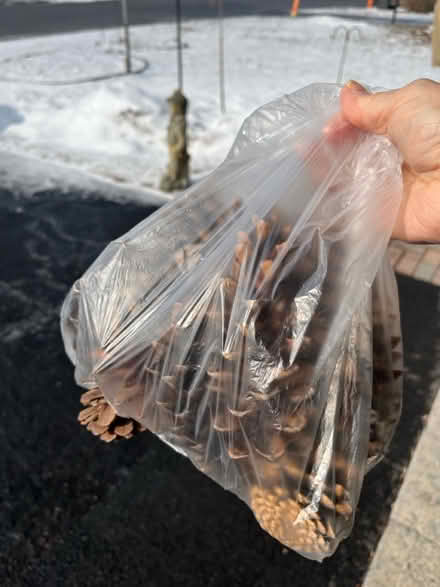 Photo of free Pine cones (Orléans) #1