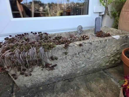 Photo of free Stone Planters (Southdown) #2