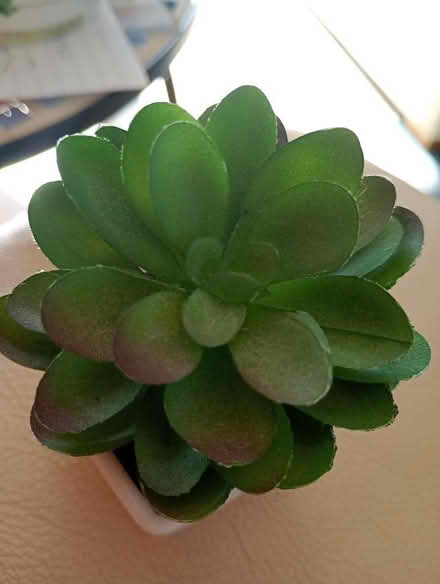 Photo of free Small fake plants (Temple Cowley OX4) #2