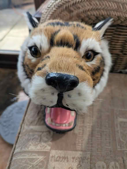 Photo of free Tiger wall ornament (Ridgeway S12) #1