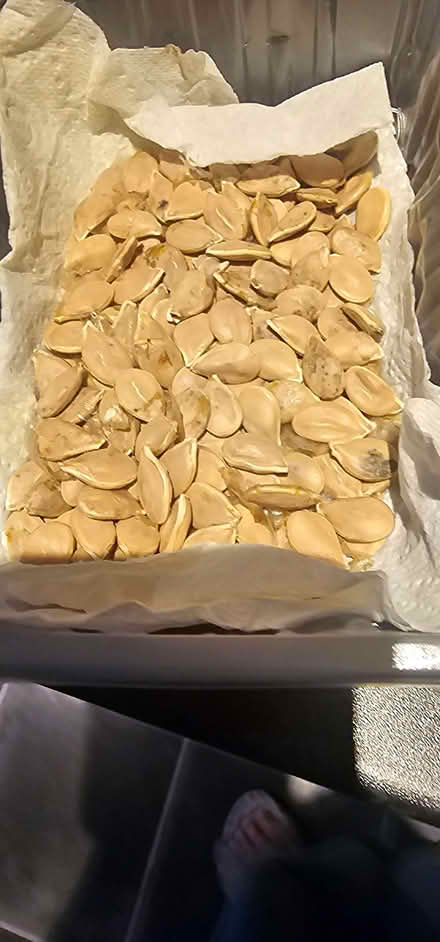 Photo of free Pumpkin seeds (Beswick M11) #1