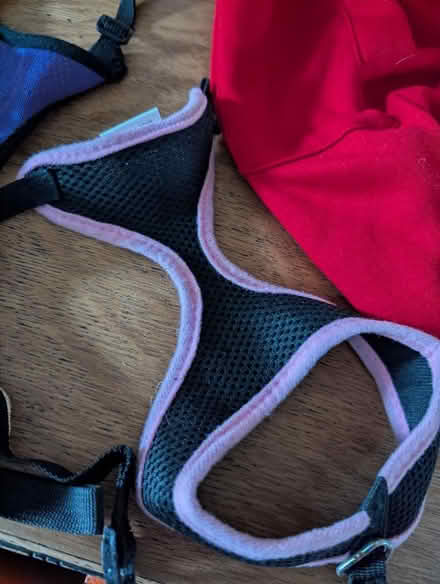 Photo of free Small to Medium dog accessories (Grangeway area NN10) #4