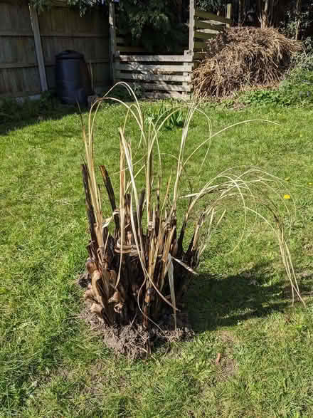 Photo of free Pampas Grass root stock (Little Chalfont HP6) #1