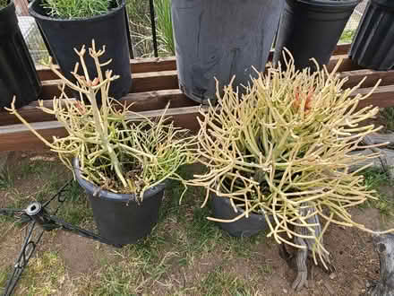 Photo of free Firestick plants (Sevenhills) #1
