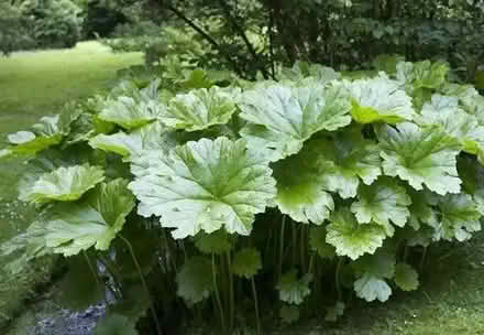 Photo of free Darmera peltata plant (Brookhouse LA2) #2