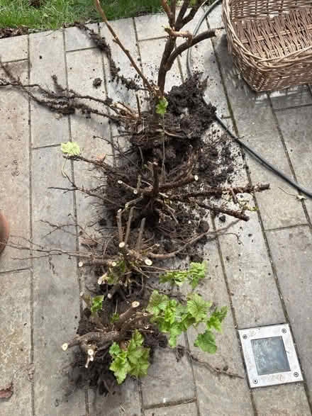 Photo of free Currant plants (Hemel Hempstead, HP3) #1