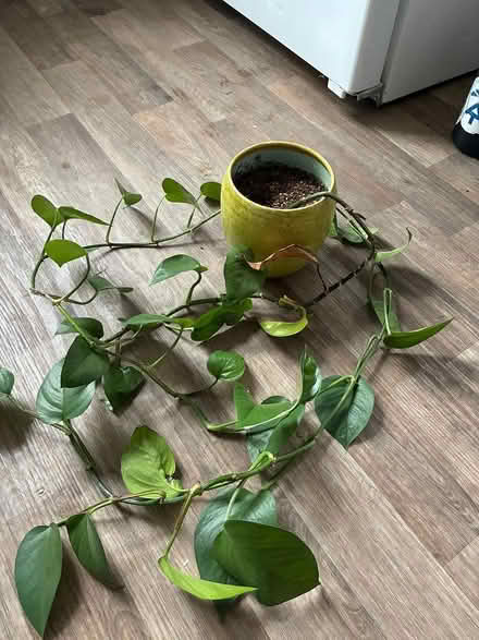 Photo of free Potted Plants (Stanton Park) #1