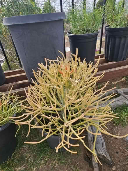 Photo of free Firestick plants (Sevenhills) #3