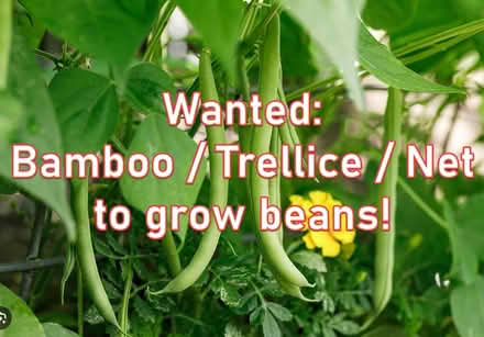 Photo of Bamboo/Trellice/Net to grow beans (Jericho OX2) #1