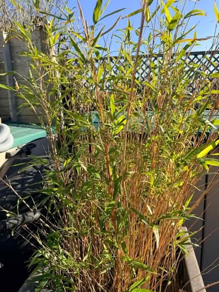 Photo of free Bamboo plant (Whitton TW3) #1