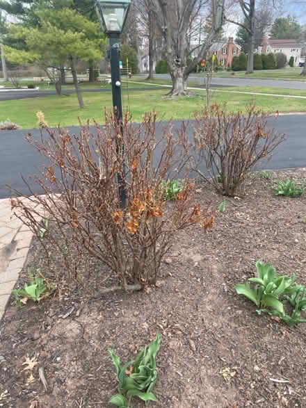 Photo of free Yellow and apricot roses (wethersfield) #1