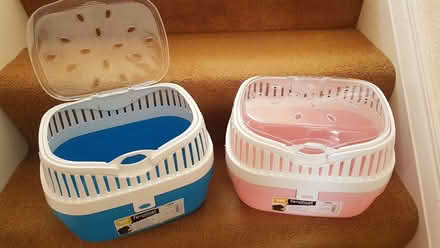 Photo of free Hamster / Guinea pig / rodent carriers. (Arnside LA5) #1