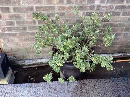 Photo of free Large Hebe plant (Horsey Hill NE34) #1