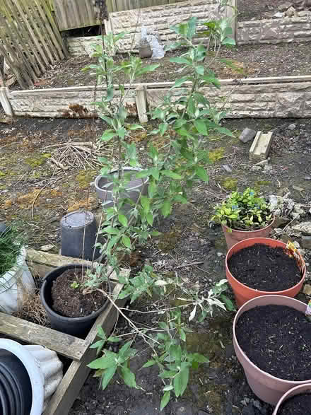 Photo of free Plant (Wincobank, S5) #1