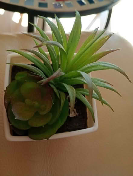 Photo of free Small fake plants (Temple Cowley OX4) #1