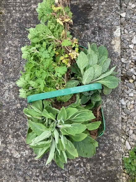 Photo of free Foxglove and camomile plants (High Newton LA11) #1