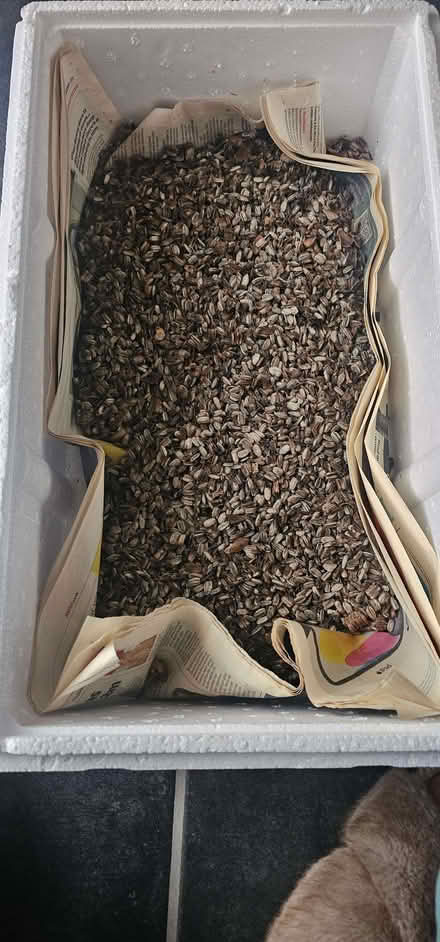Photo of free Sunflower seeds. (Beswick M11) #1
