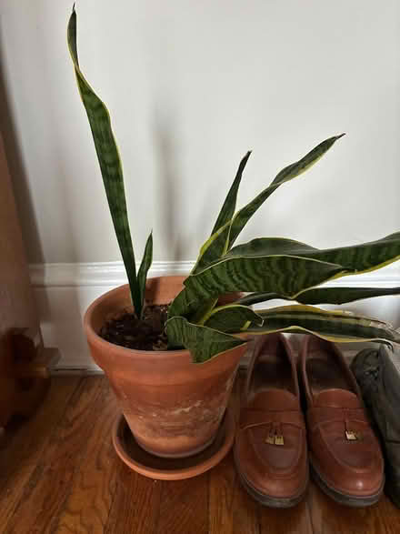 Photo of free Potted Plants (Stanton Park) #2
