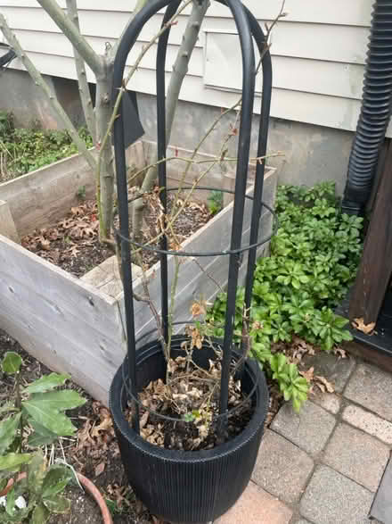 Photo of free Yellow and apricot roses (wethersfield) #4