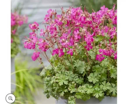Photo of free Geranium macrorrhizum (Bovingdon) #1