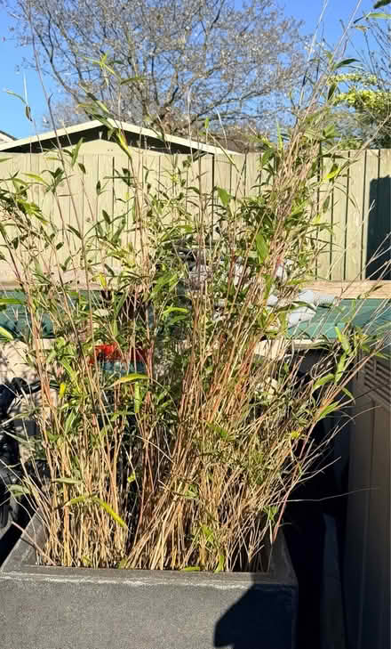 Photo of free Bamboo plant (Whitton TW3) #2