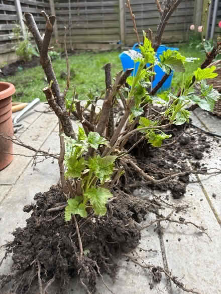 Photo of free Currant plants (Hemel Hempstead, HP3) #2