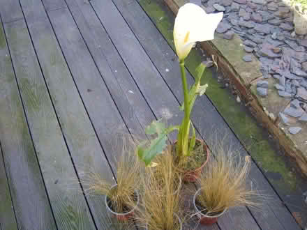 Photo of free 4 grasses and 1 white lily (Durrington BN13) #1