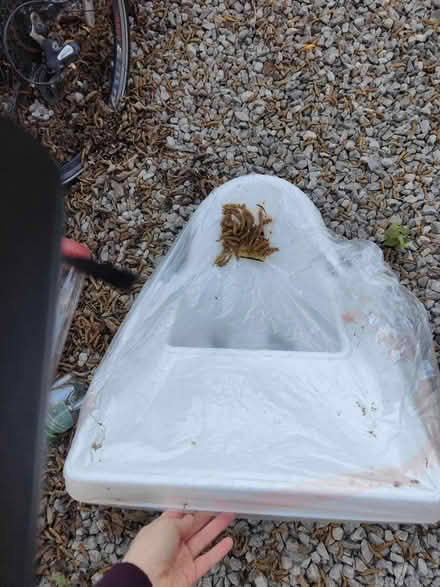 Photo of free High chair (TW2 twickenham) #1