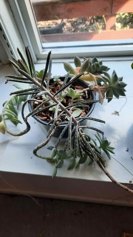 Photo of free Castus Plants (Brimley and Finch, Agincourt) #2