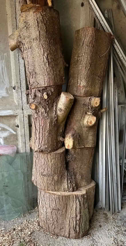 Photo of free Conifer logs (Freeland OX29) #1