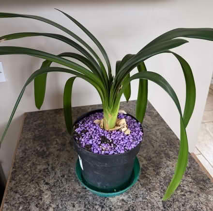 Photo of free Clivia Lily (I think) (Ringmer BN8) #1
